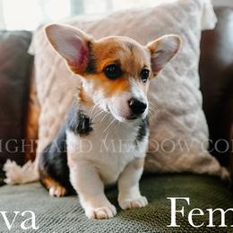 Nova - Black and tan female Pembroke Welsh Corgi puppy in Bend, Oregon from Highland Meadow Corgis