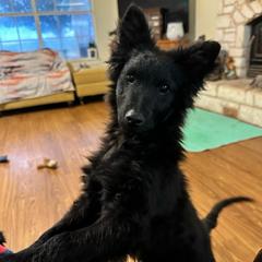 POPs - Black male Mudi puppy in Valley Mills, Texas from Graves Farm Mudi