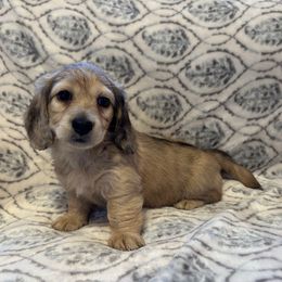 Sandy - Cream female Dachshund puppy in Franklin, Georgia from MK Minidox