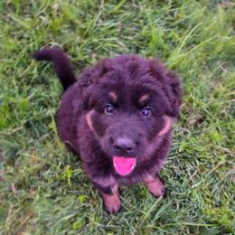 Robbie - Black and red male German Shepherd puppy in Columbus, Indiana from Stony Lonesome GSD