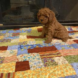 Cavapoo and Goldendoodle Puppies from Magnolia Prairie Doodles