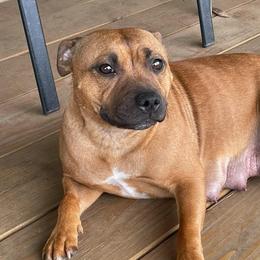Staffordshire Bull Terriers from Lisa's Staffordshire Bull Terriers