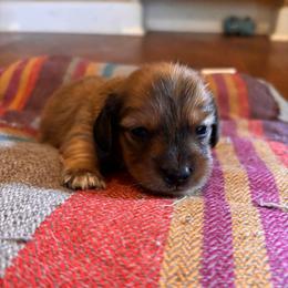 Brave - Red male Dachshund puppy in Clarksdale, Mississippi from Bo Didley's Doxies