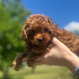 Jester - Red  male Poodle puppy in Anderson, South Carolina from Stephanie’s Signature Poodles inspired by Sherry Lynn LLC