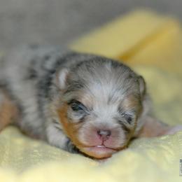 Sparky - Blue merle male Pomeranian puppy in Bremen, Indiana from AMS Pomeranians and Pomskies in Indiana
