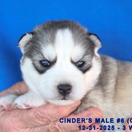 CINDER'S MALE 6 - Gray and white male Siberian Husky puppy in Manilla, Iowa from Bruck's Siberian Huskies
