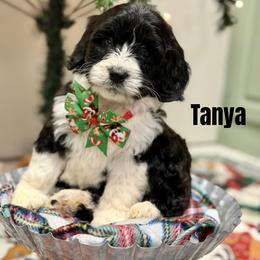 Tanya - Black and white female Bernedoodle puppy in Winfield, Alabama from Rose Lane Doodles