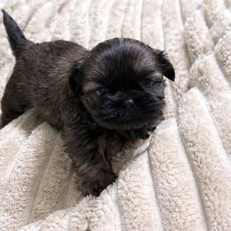 Kingston Kouture - Sable male Shih Tzu puppy in Trinity, North Carolina from Trinity Shih Tzu
