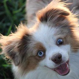 Miniature Australian Shepherds and Toy Australian Shepherds from Willow Lane Ranch