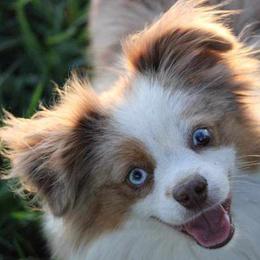 Miniature Australian Shepherds and Toy Australian Shepherds from Willow Lane Ranch