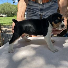 Salem - Black white and tan female Rat Terrier puppy in Gonzales, Texas from Sunshine Deckers