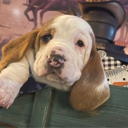 Norman- dark green collar - Basset Hound puppy in Herrin, Illinois from Handsome Hound Bassets