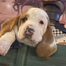 Norman- dark green collar - Basset Hound puppy in Herrin, Illinois from Handsome Hound Bassets