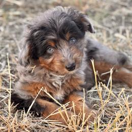 Marble - Blue merle male Aussiedoodle puppy in Vacaville, California from Starlight Goldendoodles
