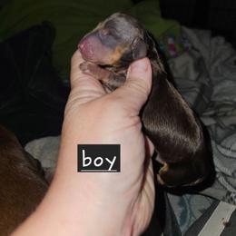 B1 - Chocolate and tan male Dachshund puppy in Lansing, Michigan from Black Thunder 517 Dachshunds and frenchies