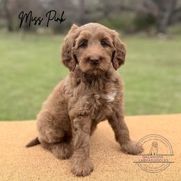 Miss Pink - Caramel red female Australian Labradoodle puppy in Hartshorne, Oklahoma from Jena Edmond