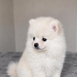 Little dude - White male Pomeranian puppy in Las Vegas, Nevada from Pomeranian Puppies