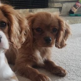 Cavalier King Charles Spaniels from Hickory House Cavaliers