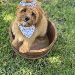 Sailor - Red female Cavapoo puppy in Fort Worth, Texas from Doodles In Paradise