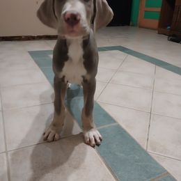 Boy 7 - Chocolate brindle Great Dane puppy in Auburn, New York from Danes of Angels