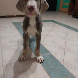 Boy 7 - Chocolate brindle Great Dane puppy in Auburn, New York from Danes of Angels