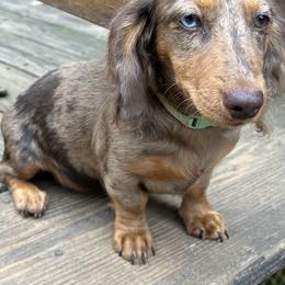 Dachshund Puppies from Kmh Southern Dachshunds