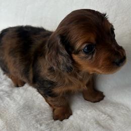 Piper - Dapple female Dachshund puppy in Humphreys, Missouri from Foster’s Dachshunds