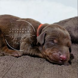 Red Male 1 - Red and rust male Doberman Pinscher puppy in Spencer, Indiana from Jackson's Dobermans