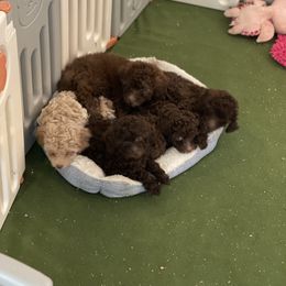 Cockapoo Puppies from Raisingcockapoos