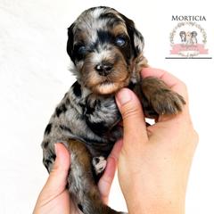 Morticia - female Australian Mountain Doodle puppy in Corydon, Indiana from Ridgeline Doodles