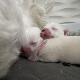 Girl 2 - White female West Highland White Terrier puppy in Newark, Delaware from Sand Dollar Westies of Delaware