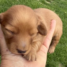 Dachshund puppies from Mohawk Creek Dachshunds