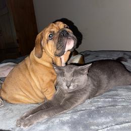 Ruby - Red female Bulldog puppy in Jacksonville, Florida from Semper Fi Bulldogs