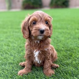 Gerald - Red  male Goldendoodle puppy in Phoenix, Arizona from Doodles of the Desert