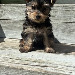 Blitz - Black and tan male Yorkshire Terrier puppy in Jayess, Mississippi from Barbara Clark