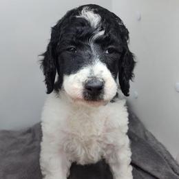 Snoopy - Parti male Poodle puppy in Dover, Delaware from Dogtastic Poodles