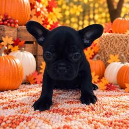 Gherkin - Black male French Bulldog puppy in Tampa Bay, Florida from Woodpecker Ridge Pups