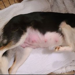 Border Collie Puppies from BCX Stockdogs