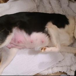 Border Collie Puppies from BCX Stockdogs