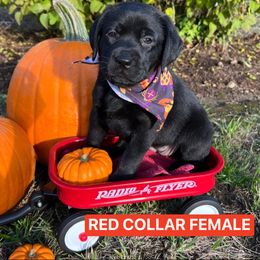 Labrador Retriever Puppies from Sherene's Labradors