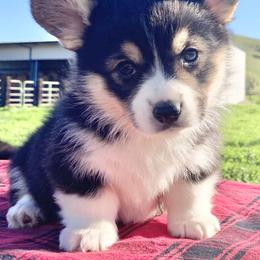 Pembroke Welsh Corgi Puppies from Boehm’s Pembroke corgis