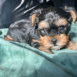 Finn - Black and tan male Yorkshire Terrier puppy in Sachse, Texas from Ella's Designer Yorkies