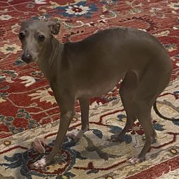 Italian Greyhounds from Anastasiya's Italian Greyhounds