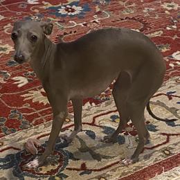 Italian Greyhounds from Anastasiya's Italian Greyhounds