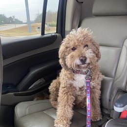 Willow - Goldendoodle
