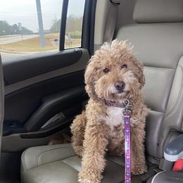 Willow - Goldendoodle