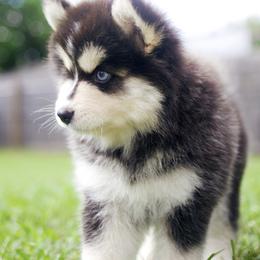 Nimbus - Pomsky