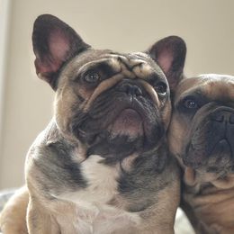 French Bulldogs from Once Upon A Bulls
