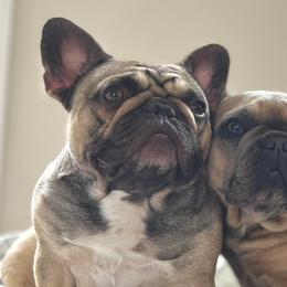 French Bulldogs from Once Upon A Bulls