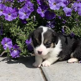 Pembroke Welsh Corgi Puppies from Whistling Wind Corgi’s